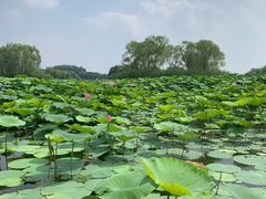 -大兴滨河森林公园