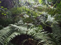 -云南屏边大围山国家公园