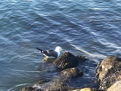 -台场海滨公园船码头