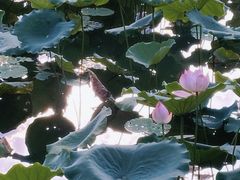 -荔湾湖公园