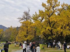 -千年银杏谷文化旅游区