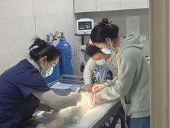 -关爱动物医院·心脏·中兽医·异宠(金牛路分院)