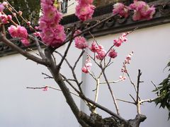 -上海醉白池公园