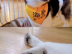 -Husky Go! 哈士奇体验馆·宠物咖啡厅狗咖