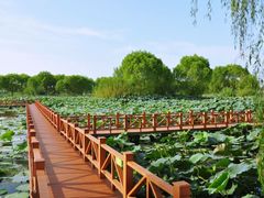 -洪湖生态旅游区