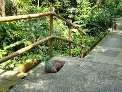 -新加坡飞禽公园