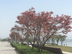 -星巴克(成都科学城店)