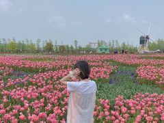 -荷兰花海