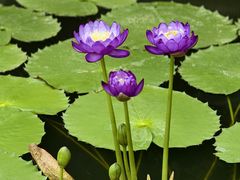 -国家植物园南园