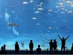 -锦艺城海洋馆