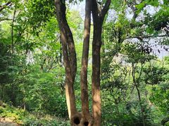 -上海佘山国家森林公园天马山园