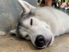 -TrueLove @ Neverland (Husky Cafe)
