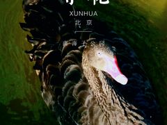 -南海子公园