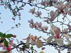 -铁山坪森林公园