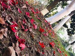 -花溪公园