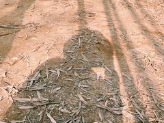 -宁波浙东大竹海景区