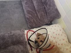 -柚子宠物(伊珊娜调理店)