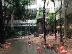-白虎自助餐厅·真老虎·景观自助餐厅(广州长隆酒店)