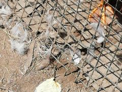 -前小桔亲子创意农场·草莓采摘·露营烧烤