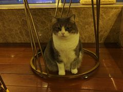 -Catmate·猫肥家润(金润铂宫店)