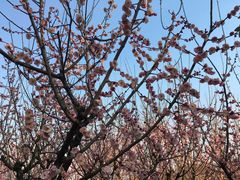 -白塘生态植物园