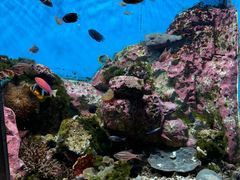 -西海国立公园九十九岛水族馆