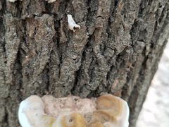 -蜀冈西峰生态公园