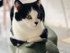 -喵屿·大理花园猫咖