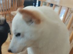-柴の食堂·日式家庭料理·熊之肆(大学路店)