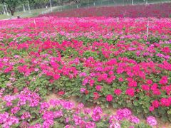 -松山湖梦幻百花洲