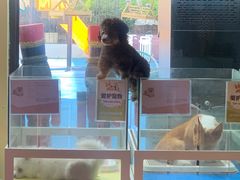 -上海崇明金茂凯悦酒店