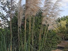 -花溪公园