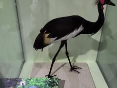 -盐城丹顶鹤湿地生态旅游区