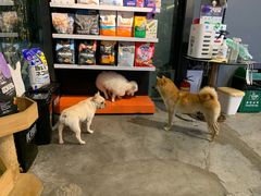 -more than meow吴止猫主题餐厅(承德 中船汇店)