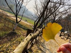-千年银杏谷文化旅游区