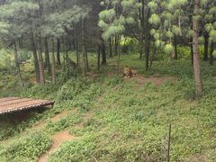 -云南野生动物园