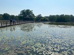 -大湾区中央湿地公园