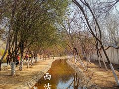 -桃花堤公园