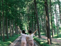 -黄海国家森林公园