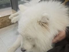 -谐和贝康宠物医院24小时·宠保定点(急重症转诊中心)