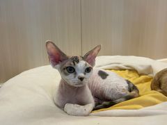 -momokira米努特·德文卷毛猫·棉花面纱犬