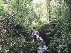 -莫里热带雨林景区