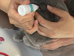 -瑞派·关忠动物医院·异宠专科·犬猫肿瘤·皮肤专科(望京店)