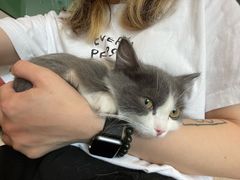 -飞行喵MR PILOT|猫舍·猫咖(静安大融城店)