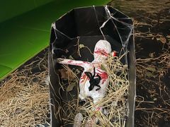 -爱睿思儿童早教亲子游泳(万象城店)