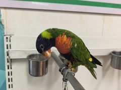 -哈尔滨道外花鸟鱼市场