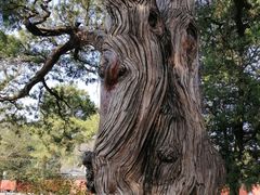 -大觉寺-停车场