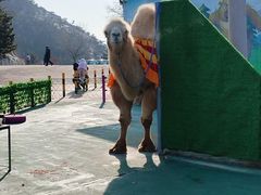 -西霞口神雕山野生动物世界