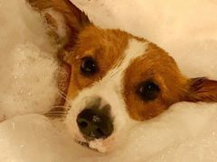 -momokira米努特·德文卷毛猫·棉花面纱犬