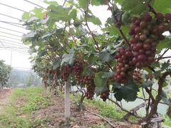 -马陆小张葡萄园农家乐